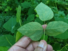 Synchytrium decipiens
