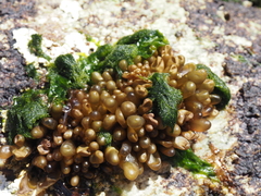 Halosaccion glandiforme