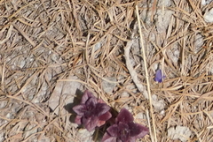 Ajuga pyramidalis