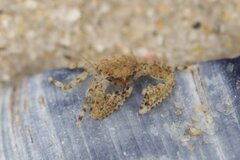 Petrolisthes cabrilloi