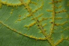 Synchytrium decipiens