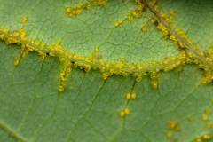 Synchytrium decipiens