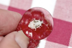 Deraeocoris lutescens