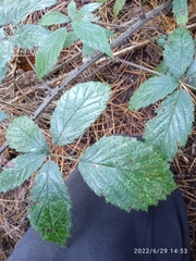 Rubus echinatus