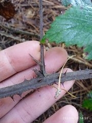Rubus echinatus