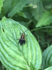 Cibotopteryx