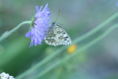 Melanargia galathea