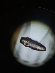 Taphrocerus schaefferi