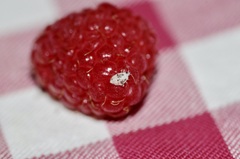 Deraeocoris lutescens