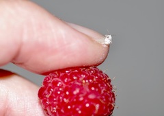 Deraeocoris lutescens