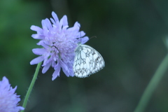 Melanargia galathea