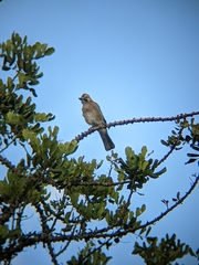 Garrulus glandarius