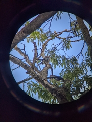 Garrulus glandarius