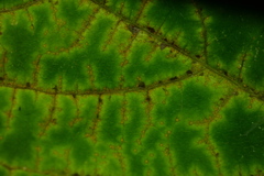 Synchytrium decipiens