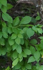 Celastrus orbiculatus