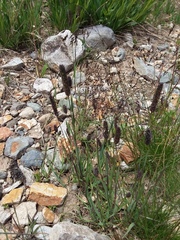 Phleum alpinum alpinum