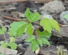 Toxicodendron radicans