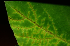 Synchytrium decipiens