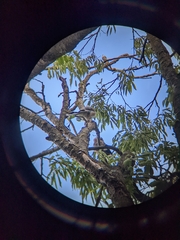 Garrulus glandarius