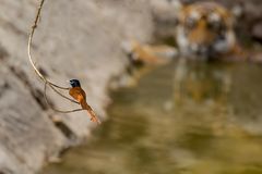 Terpsiphone paradisi