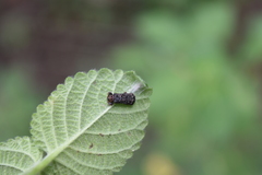 Octotoma scabripennis