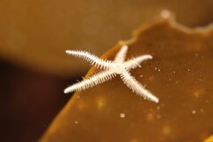 Ophiothrix spiculata image