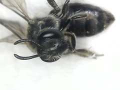 Andrena falsifica