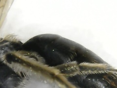 Andrena falsifica