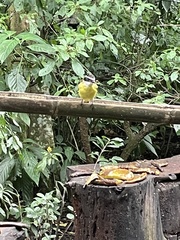 Pitangus sulphuratus