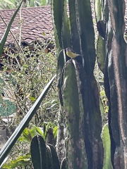 Pitangus sulphuratus