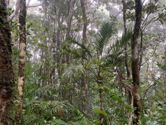 Laccospadix australasica