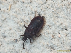 Brachyrhynchus membranaceus