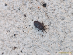 Brachyrhynchus membranaceus