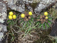 Parodia linkii