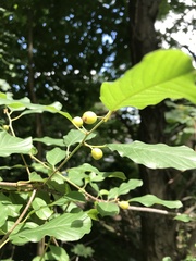 Frangula alnus