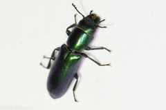 Temnoscheila virescens
