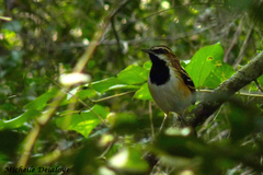 Myrmorchilus strigilatus