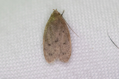 Inga obscuromaculella