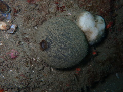 Tetilla