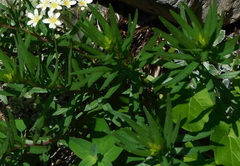 Chamaenerion fleischeri