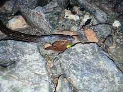 Atractus sanctaemartae