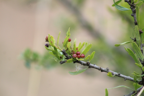 Schinus fasciculata, photograph 5
