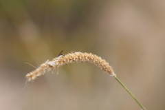 Cenchrus myosuroides