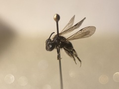 Andrena falsifica