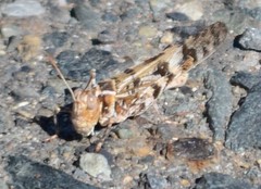 Dissosteira spurcata