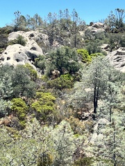 Arctostaphylos auriculata