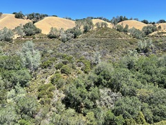 Arctostaphylos auriculata