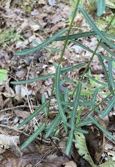 Euphorbia discoidalis