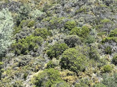 Arctostaphylos auriculata