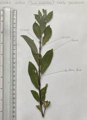 Salix alaxensis